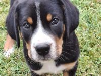 Großer Schweizer Sennenhund Wurf. Es sind nur noch zwei Weibchen zu vergeben.