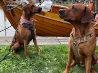 Rhodesian Ridgeback Welpen