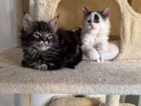 reinrassige Maine Coon Kitten