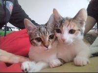 2 Katzen mädels Schweren Herzens abzugeben