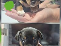 Zwergpinscher/ Chihuahua Mix Welpen