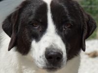 Zenzi, geb. ca. 01/2025, lebt in GRIECHENLAND, im städt. Tierheim Serres