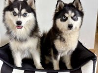 Reservierungen für Pomsky-Welpen