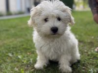 Süßer kleiner Maltese-Bichon-Frisé Mix Welpe Leo sucht liebevolles Zuhause