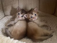 Somali Kitten in Süddeutschland