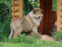 Collie