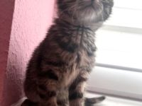 Hauskatze Europäische Kurzhaar Katze