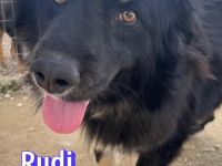 Rudi, 02/24 - Wuschelchen sucht Kuschelkörbchen