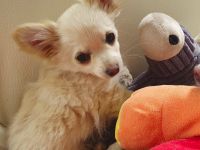 Pomchi / Chihuahua Welpen