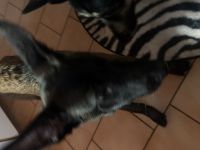 malinois Hündin zuverkaufen
