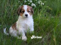 Traumhafte Kooikerhondje Welpen