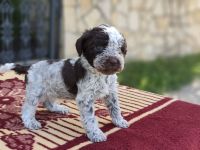 Lagotto champion pedigre FCI
