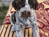 Lagotto champion pedigre FCI