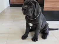 Blaue Cane Corso Welpenmädels suchen dich