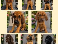 Rhodesian Ridgeback / Weimaraner (blau) Mischlings Welpen