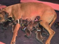 Rhodesian Ridgeback / Weimaraner (blau) Mischlings Welpen