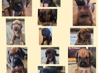 Rhodesian Ridgeback / Weimaraner (blau) Mischlings Welpen