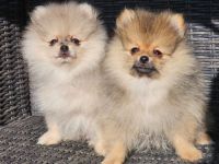Zwergspitz Pomeranian Welpen 2 Rüden beige Merle