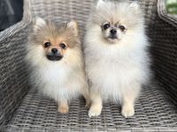 Zwergspitz Pomeranian Welpen 2 Rüden beige Merle