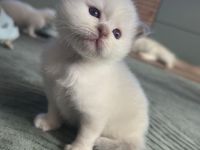 Heilige Birma Kitten suchen zuhause