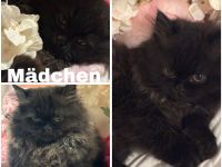 Perser Kitten suchen absofort ein neues Zuhause