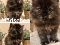 Perser Kitten mit Nase