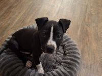 American staffordshire rüde