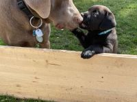 Labrador Welpen