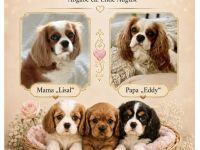 Wurfankündigung - Cavalier King Charles Spaniel Welpen