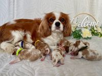Cavalier King Charles WELPEN - Blenheim