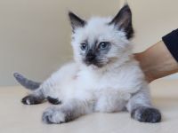 Zwei Kitten suchen eine liebe Familie: Astra und Nova