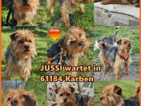 Jussi sucht eine Familie zum lieb und Spaß haben