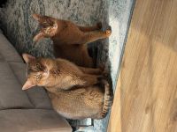 Zwei Abessinier Katzen (ohne Stammbaum)