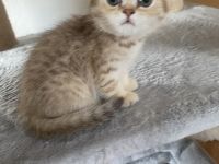 Britische kurzhaar Kitten