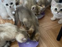 Britische kurzhaar Kitten