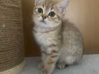 Britische kurzhaar Kitten