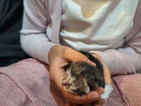 Katzenbabys zu verkaufen