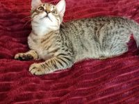 Wunderschöne sibirische Mixkitten