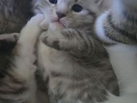 Zuckersüsse Kitten
