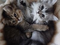 KITTEN Katzenbaby BKH BLH