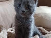 BKH Katzenbabys Abgabe ab dem 29.5!