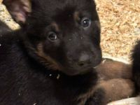 Tolle Deutsche Schäferhund Malinois Holländische Welpen suchen tolles Zuhause