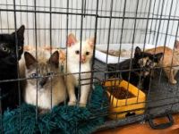 Selene, Astra, Nova, Solis und Nyx