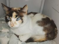 Mimi