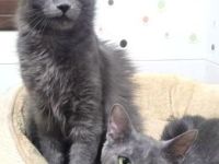 Luna und Blue