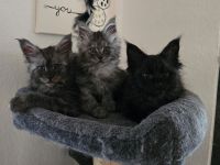 XXL Maine Coon Kitten in liebevolles zuhause abzugeben