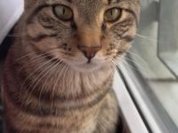Verspielter Kater sucht liebevolles Zuhause