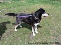 Aslan der perfekte Begleiter