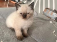 🐾 Wunderschöne Siam Katze abzugeben 🐾