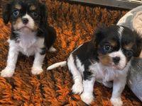 Cavalier King Charles Spaniel Welpen mit Papieren